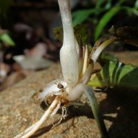 Cryptocoryne wendtii de Wit